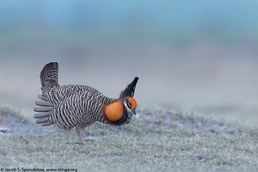 Greater Prairie-Chicken