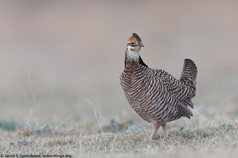 Greater Prairie-Chicken