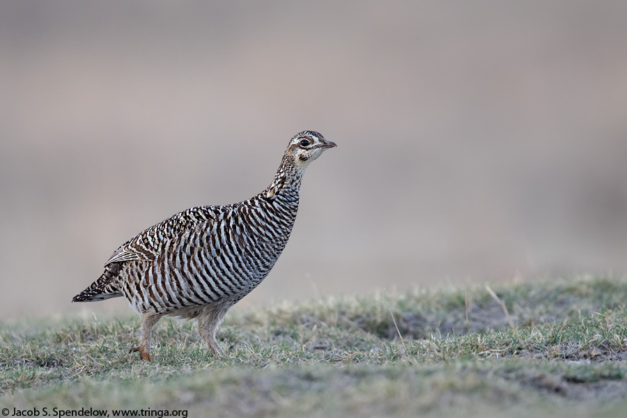 Greater Prairie-Chicken