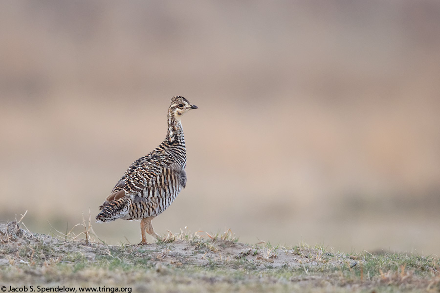 Greater Prairie-Chicken