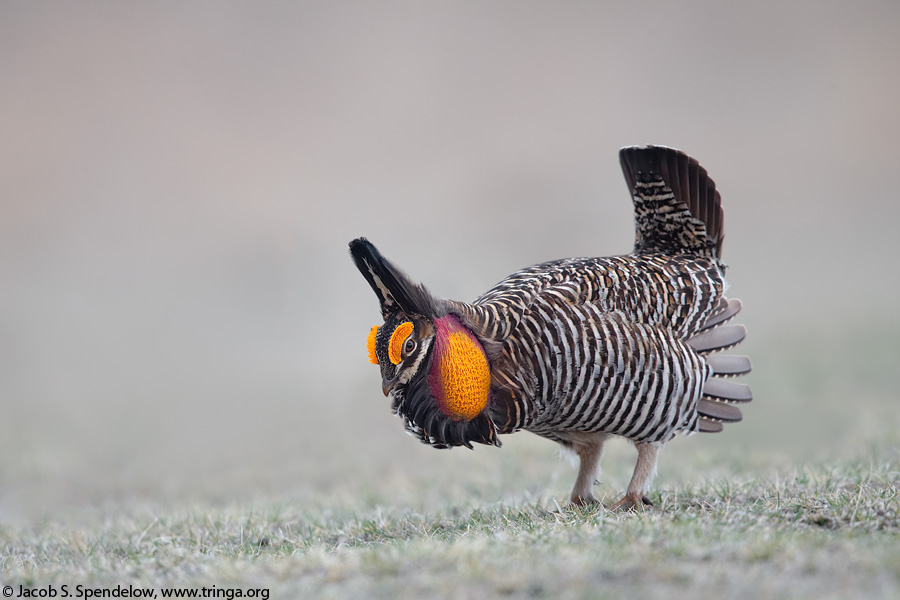 Greater Prairie-Chicken