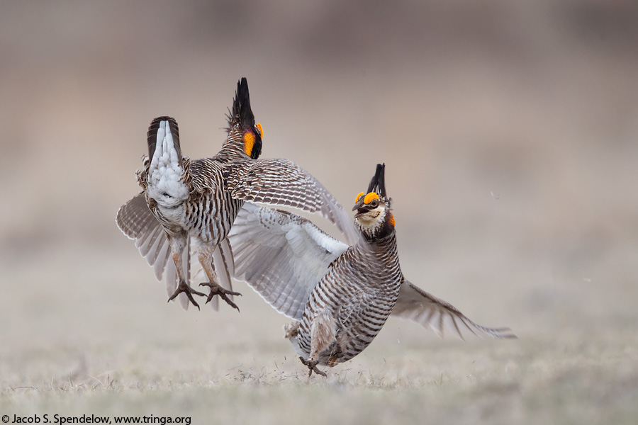 Greater Prairie-Chicken