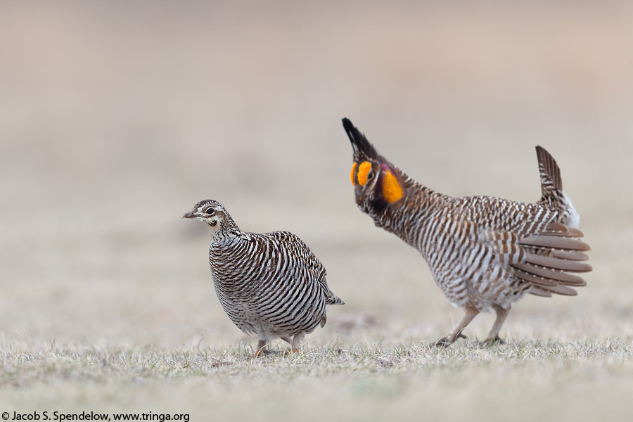 Greater Prairie-Chicken