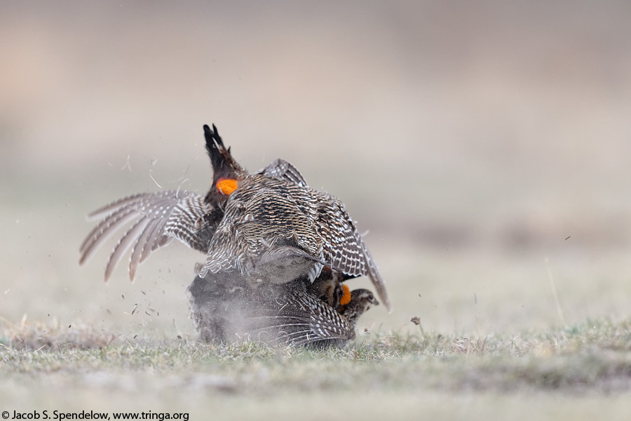 Greater Prairie-Chicken