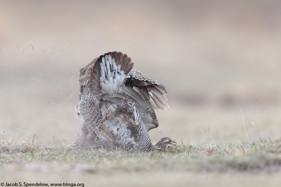 Greater Prairie-Chicken