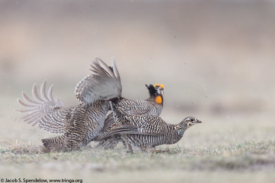 Greater Prairie-Chicken