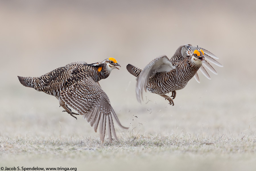 Greater Prairie-Chicken