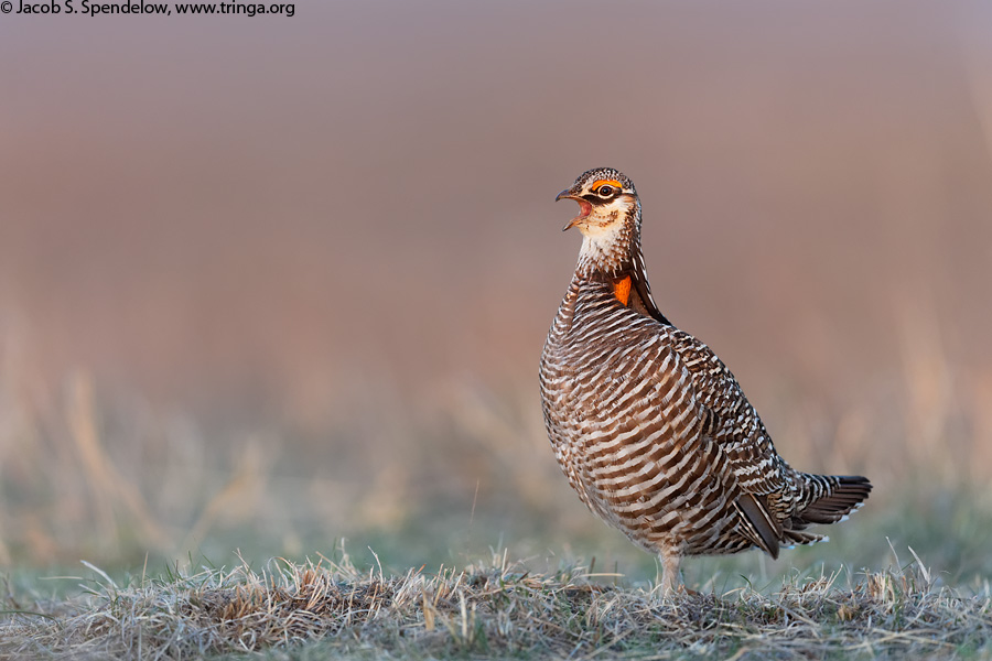 Greater Prairie-Chicken