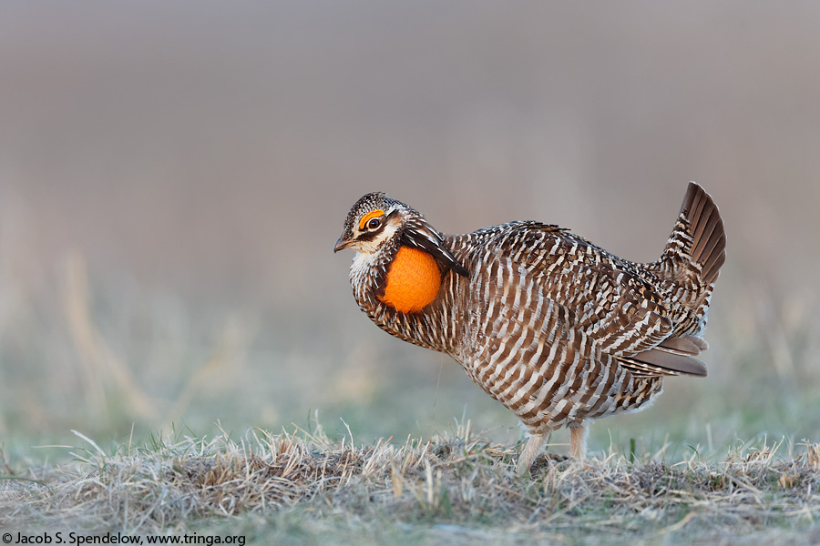 Greater Prairie-Chicken