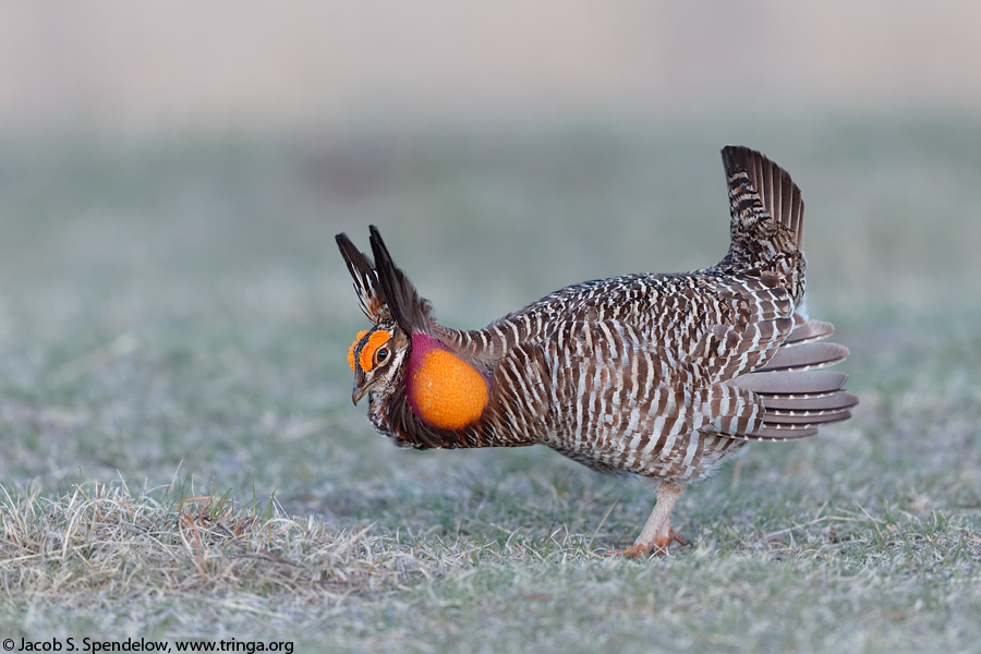 Greater Prairie-Chicken