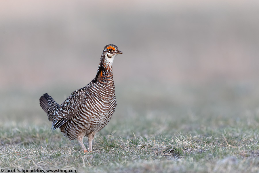 Greater Prairie-Chicken