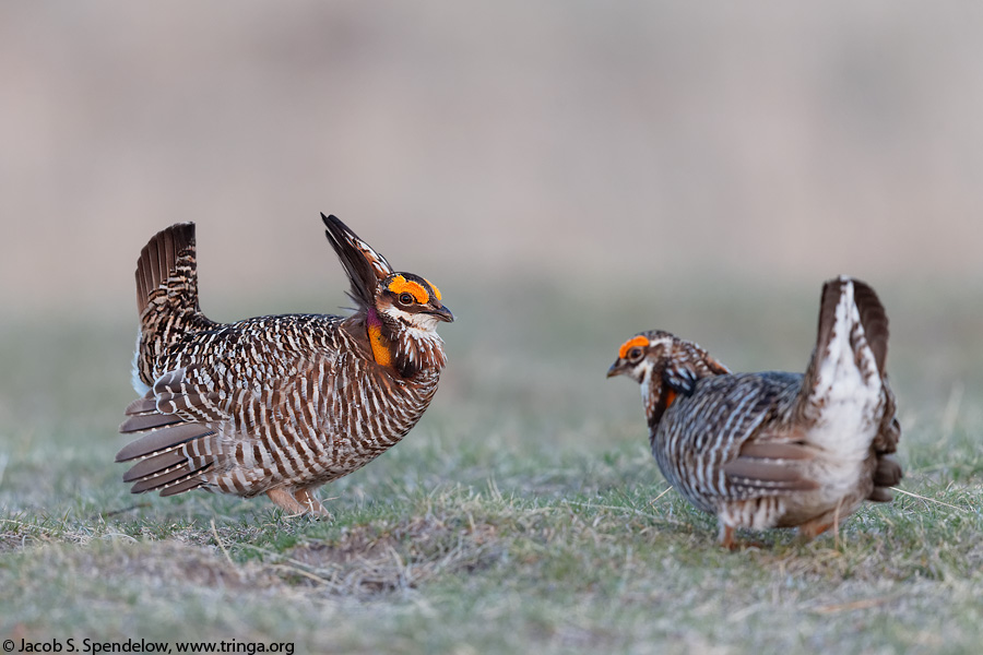 Greater Prairie-Chicken