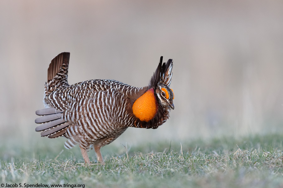 Greater Prairie-Chicken