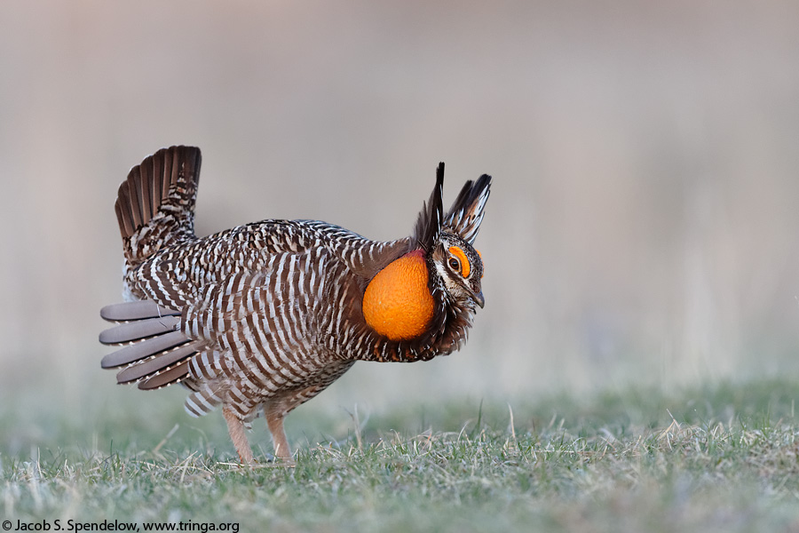 Greater Prairie-Chicken