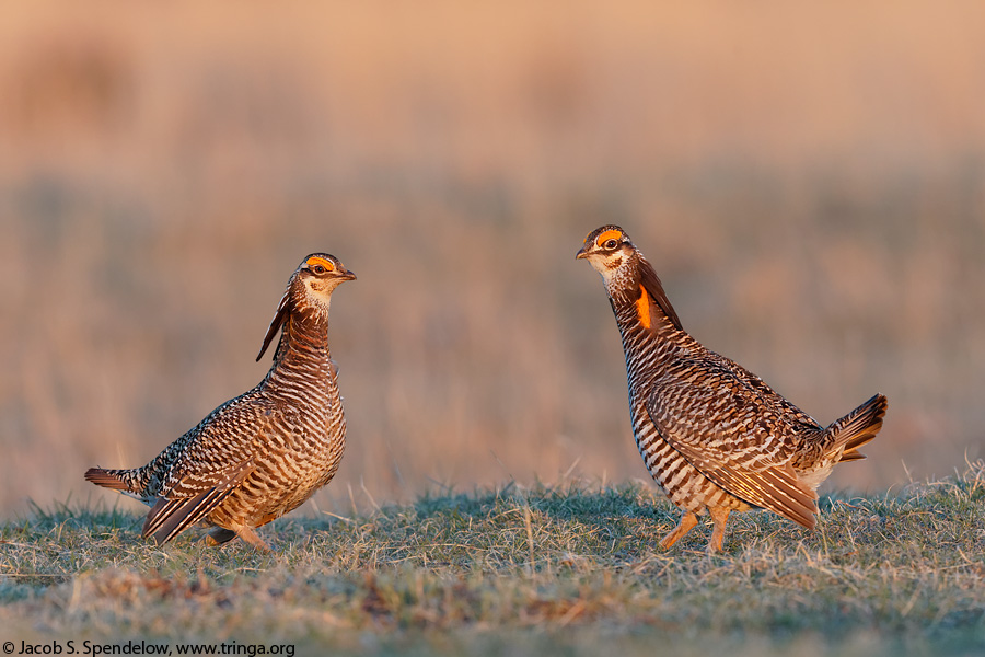 Greater Prairie-Chicken