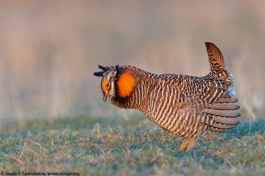 Greater Prairie-Chicken