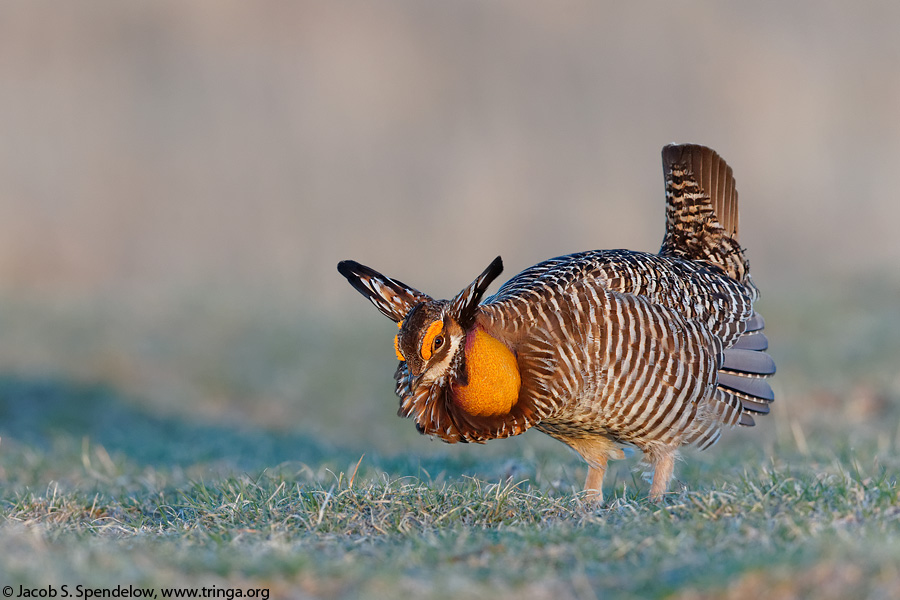 Greater Prairie-Chicken