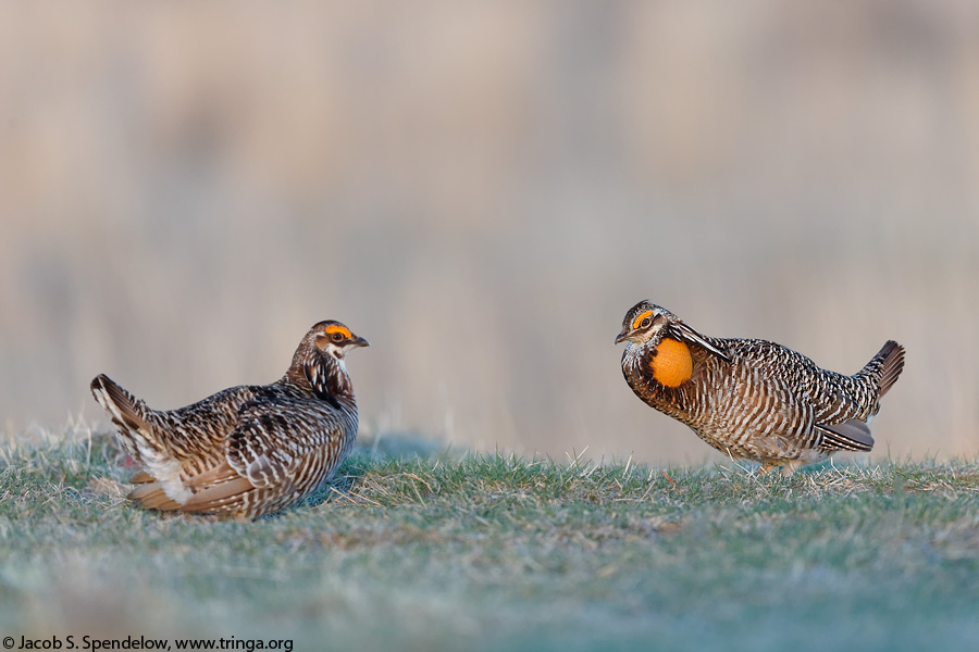 Greater Prairie-Chicken