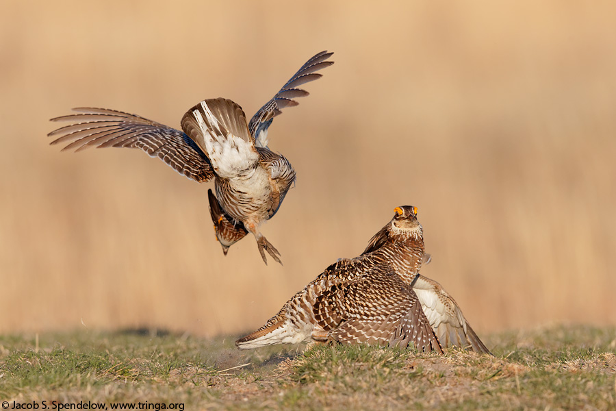 Greater Prairie-Chicken