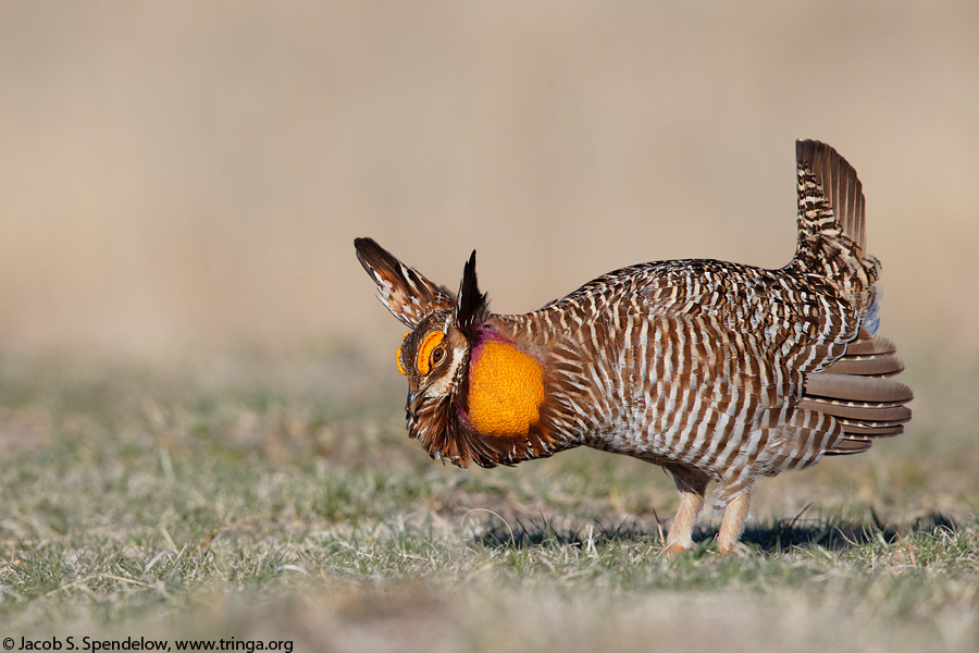 Greater Prairie-Chicken