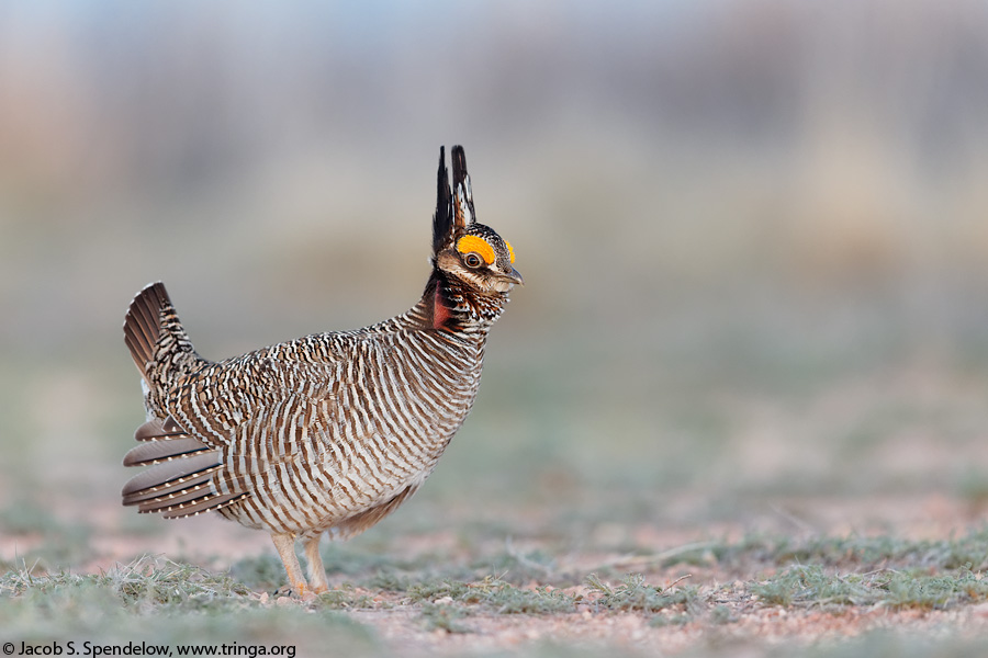 Lesser Prairie-Chicken