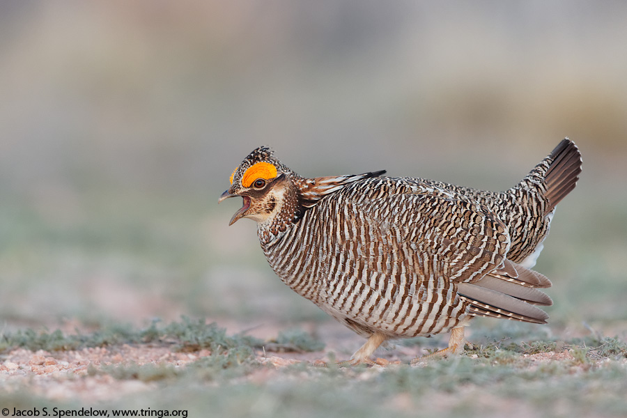 Lesser Prairie-Chicken