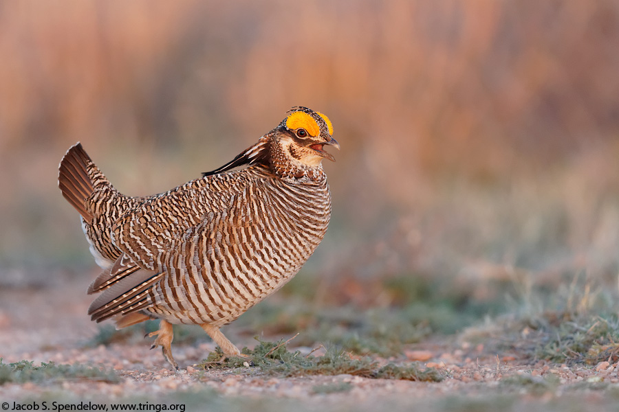 Lesser Prairie-Chicken