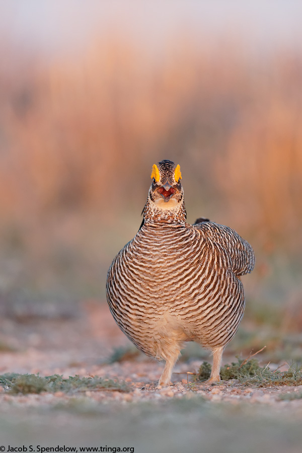 Lesser Prairie-Chicken