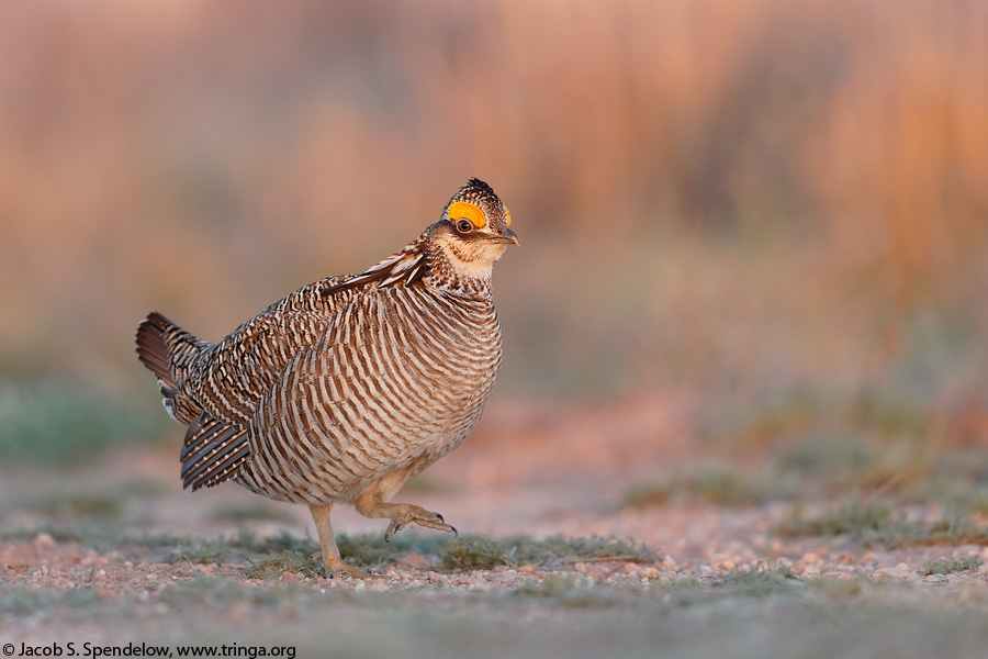 Lesser Prairie-Chicken