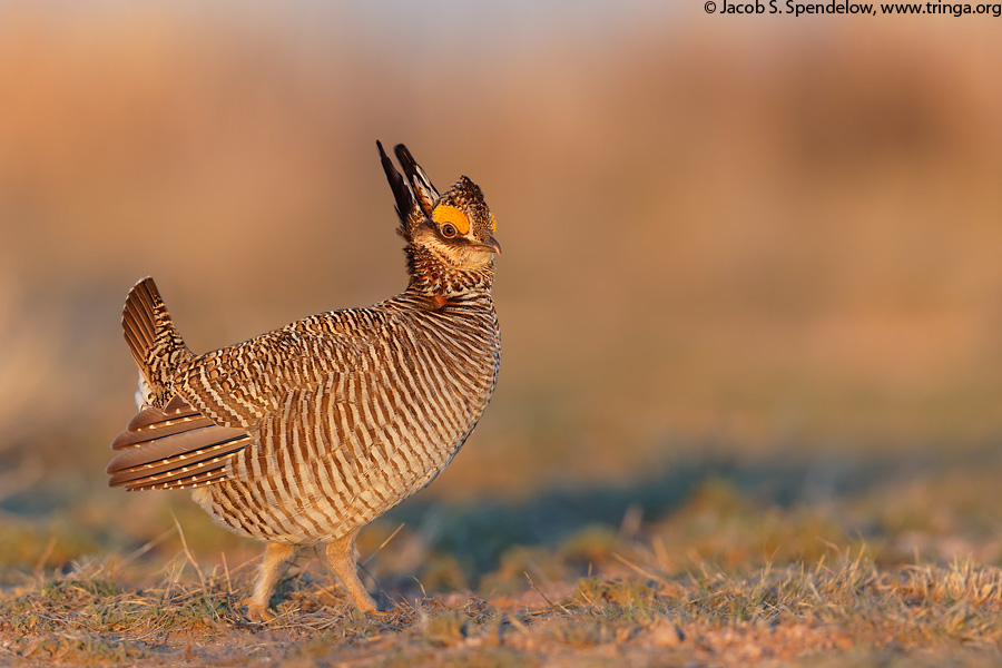 Lesser Prairie-Chicken