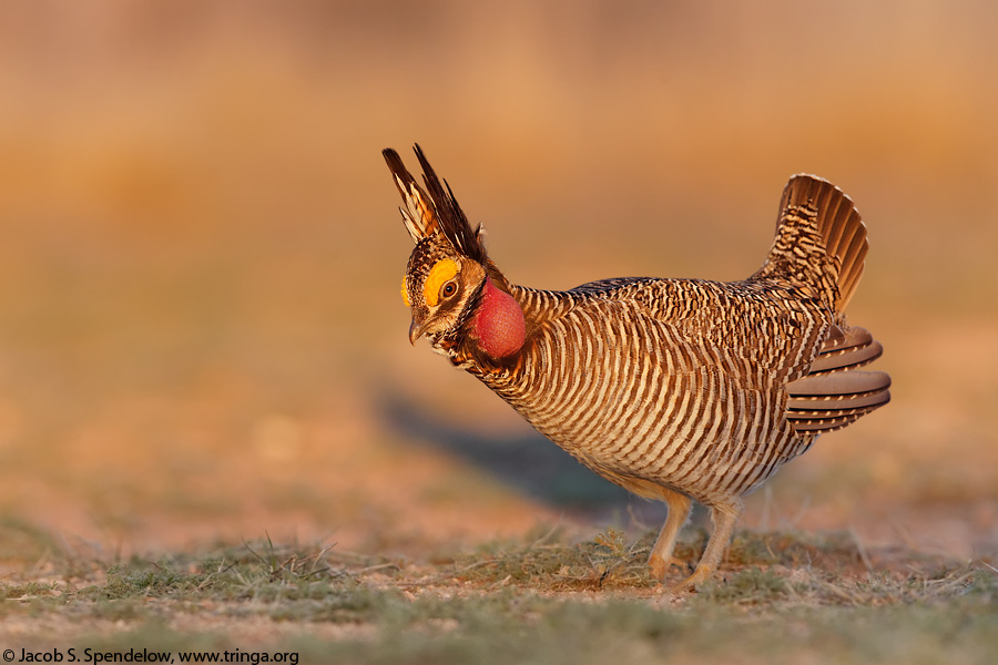 Lesser Prairie-Chicken