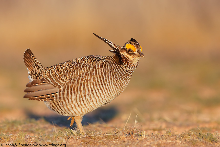 Lesser Prairie-Chicken