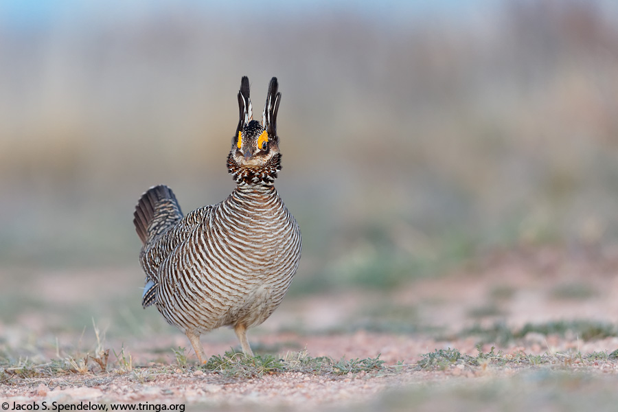 Lesser Prairie-Chicken