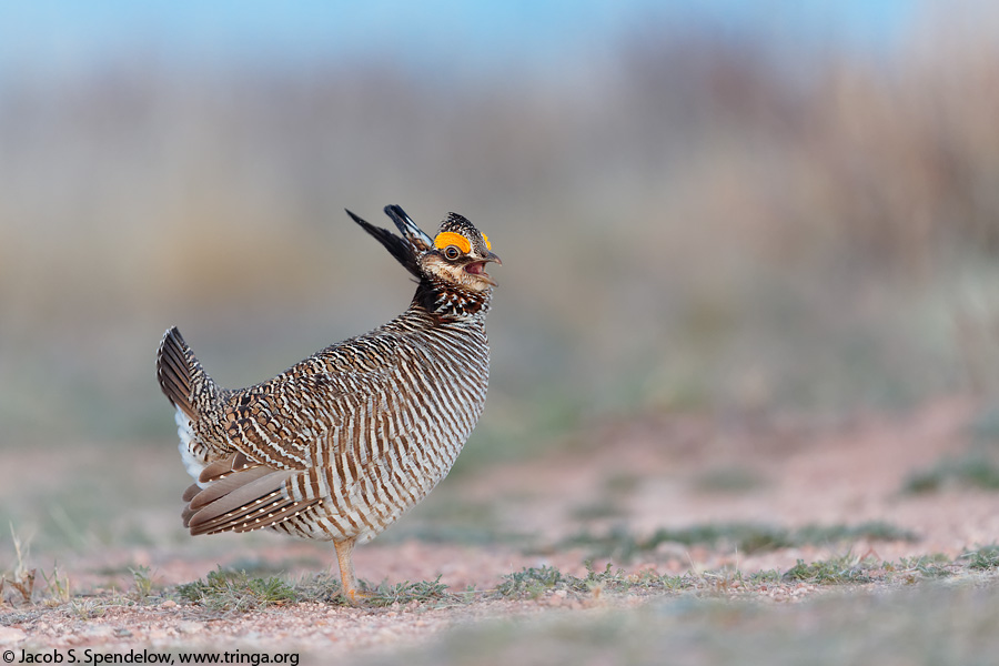 Lesser Prairie-Chicken