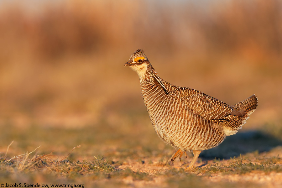 Lesser Prairie-Chicken