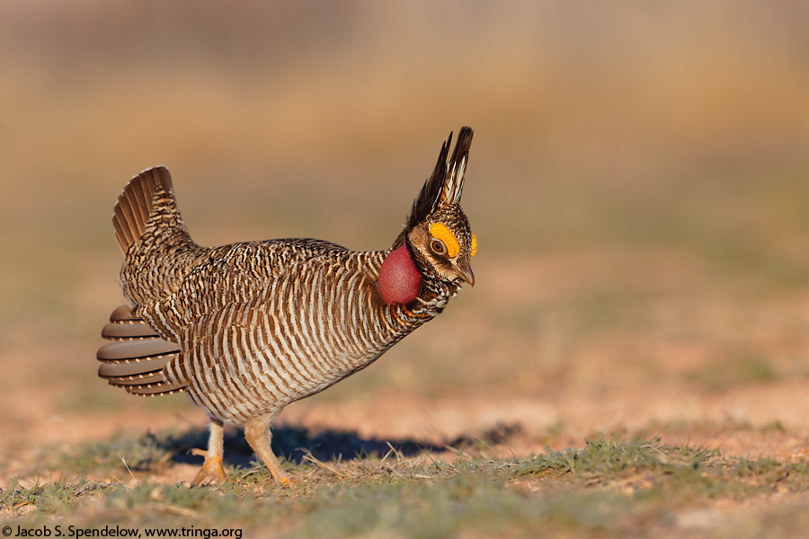 Lesser Prairie-Chicken