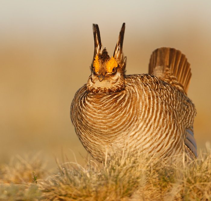 Lesser Prairie-Chicken