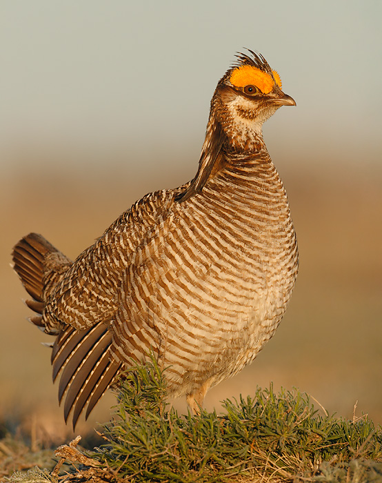 Lesser Prairie-Chicken