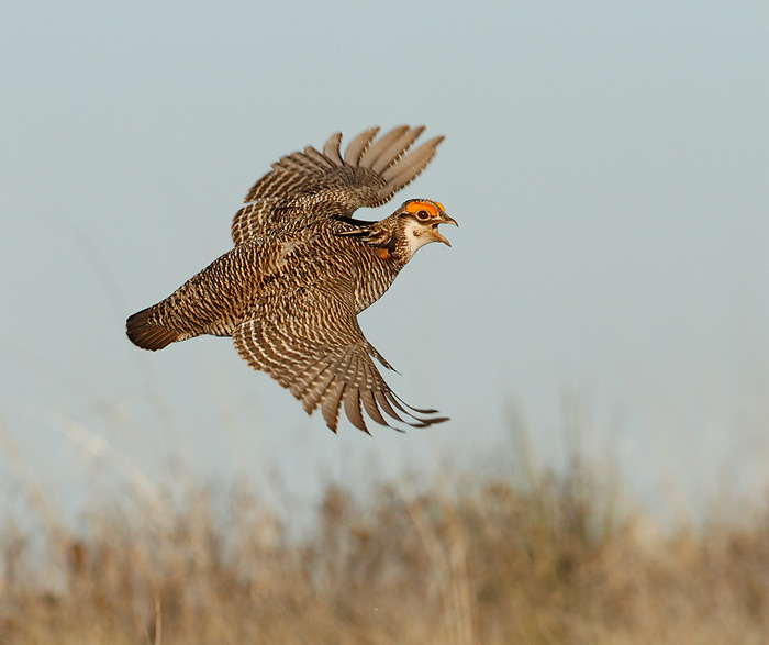 Lesser Prairie-Chicken