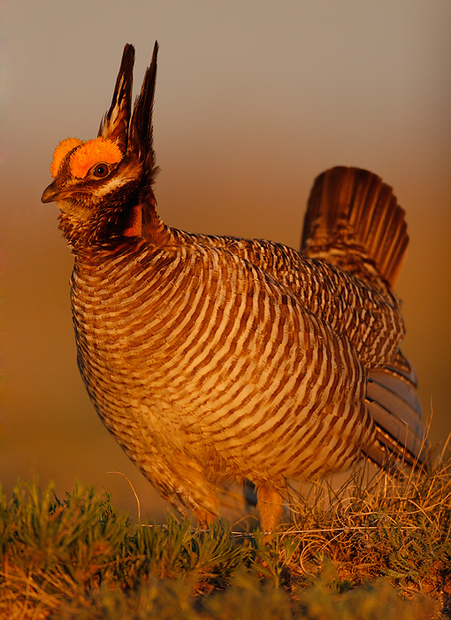 Lesser Prairie-Chicken