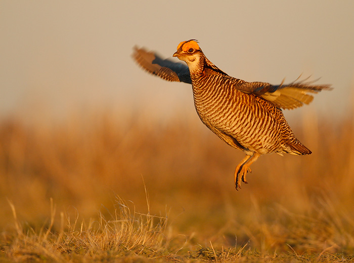 Lesser Prairie-Chicken