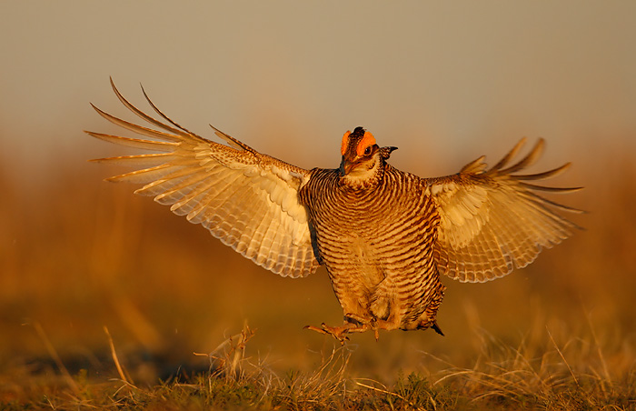 Lesser Prairie-Chicken