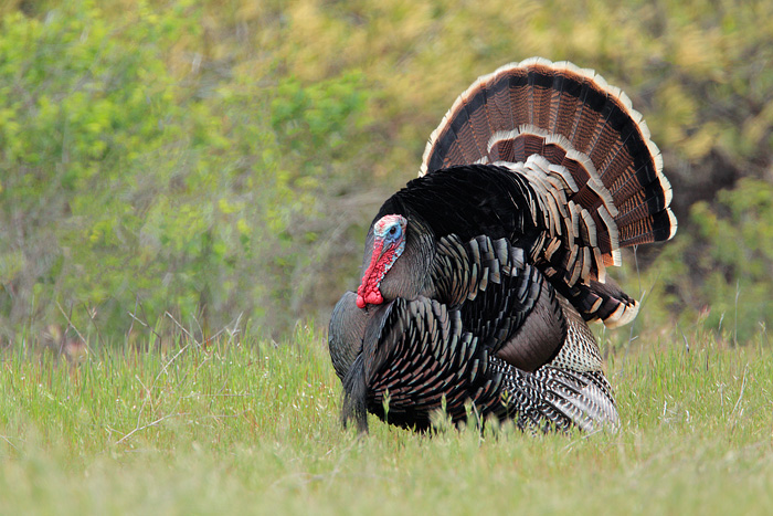 Wild Turkey