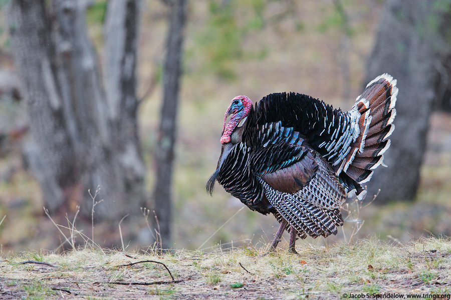 Wild Turkey