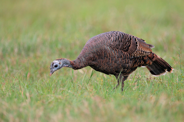 Wild Turkey