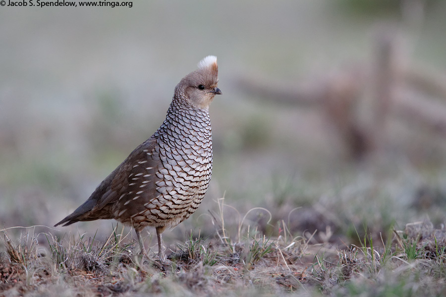 Scaled Quail