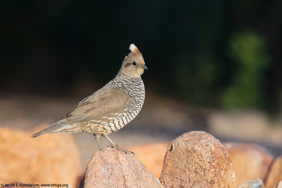 Scaled Quail