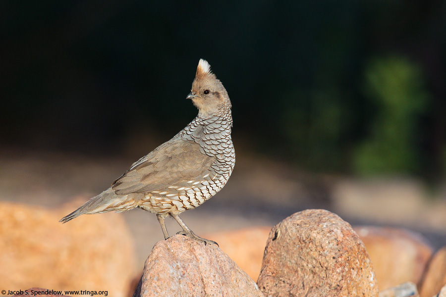 Scaled Quail