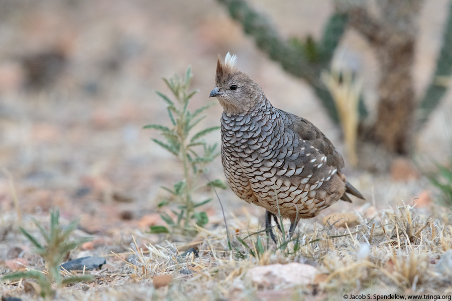 Scaled Quail