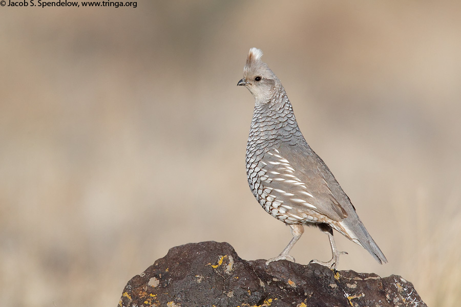 Scaled Quail